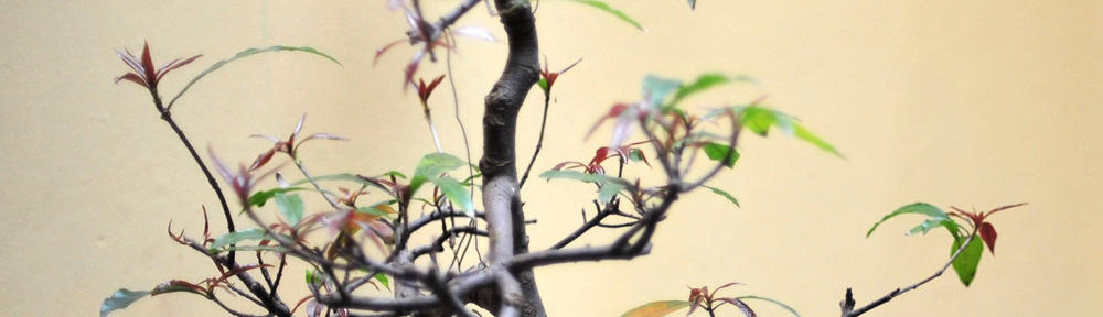 Thomas McCoy Consulting